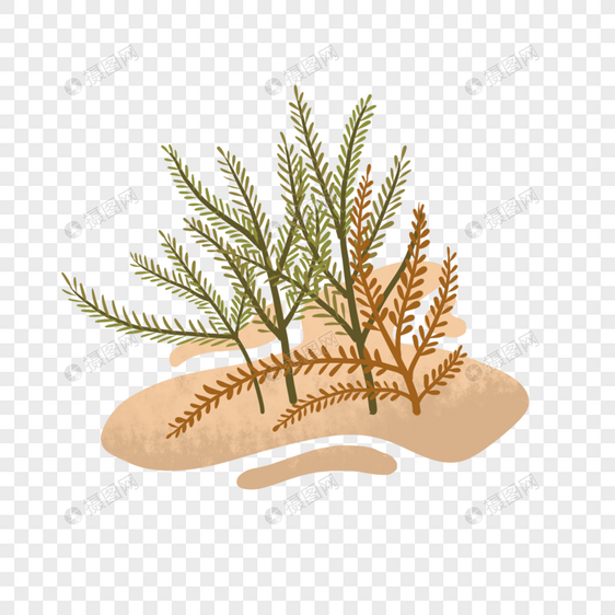 沙漠植物小草素材图片