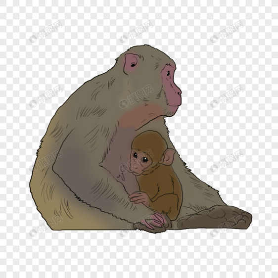 母猴和小猴图片