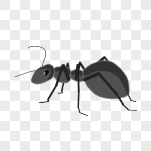 手绘蚂蚁黑色蚂蚁高清图片