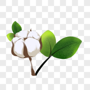 卡通棉花插图图片素材