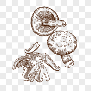 蘑菇冬菇蔬菜食材线描新鲜美味手绘插画图片