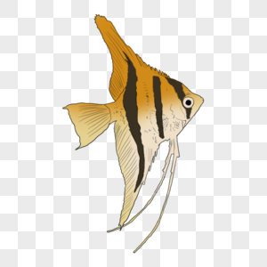 热带鱼条纹鲭鱼高清图片