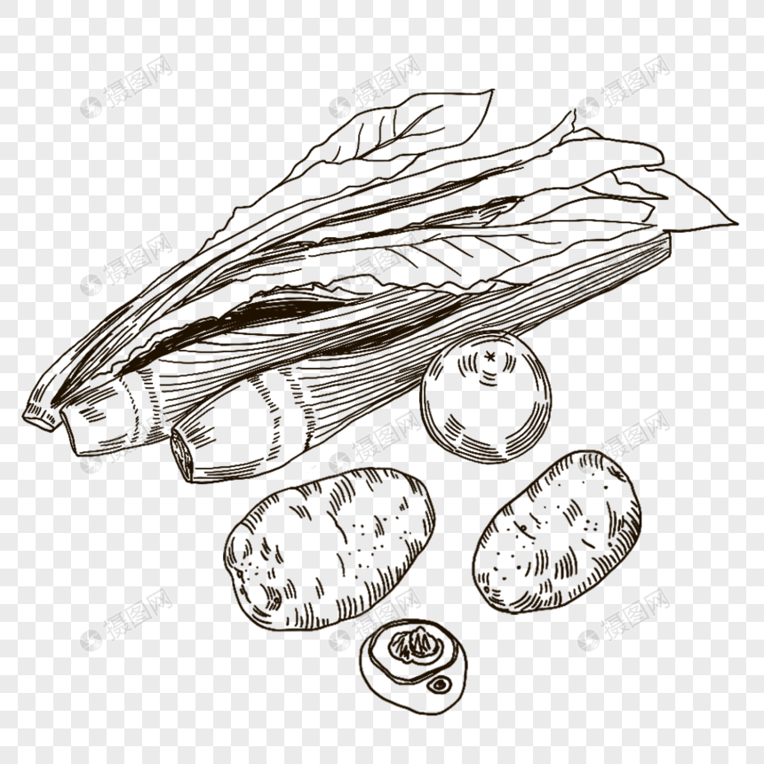 油麦菜茭白番茄马蹄蔬菜线描新鲜手绘插画