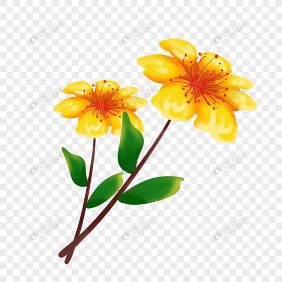 两朵漂亮的黄色花朵图片