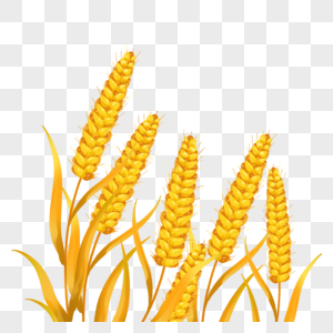 创意成熟的麦子插图图片