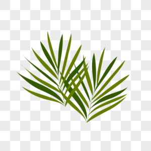 棕榈树植物图片
