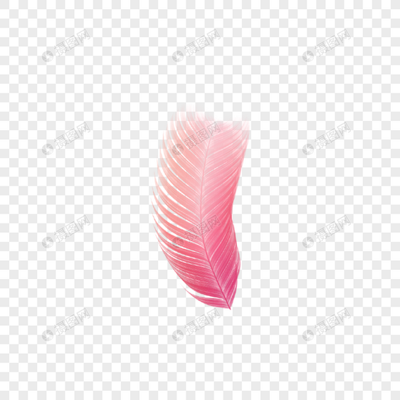 半支粉色羽毛图片