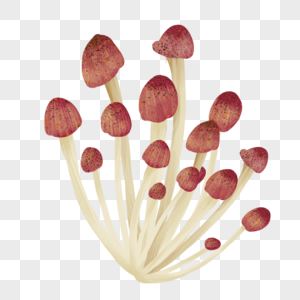 新鲜的茶树菌菇图片