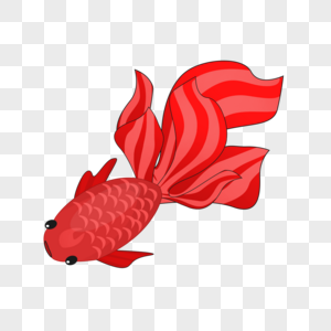 红色大尾巴金鱼图片