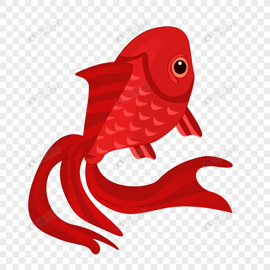 红色大尾鱼图片