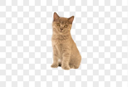 黑背景下的猫元素素材下载 正版素材 摄图网 黑背景下的猫元素素材下载 正版素材 摄图网