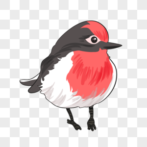黑红色的小鸟图片