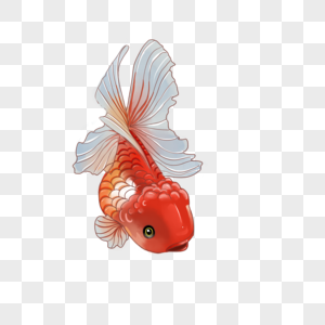 红色白尾金鱼图片