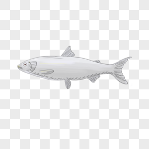 海里的鱼银色的鱼高清图片