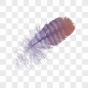 羽毛元素羽绒和羽毛高清图片