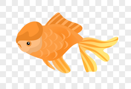 橙色大头鱼图片