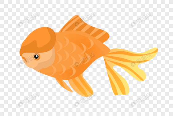 橙色大头鱼图片