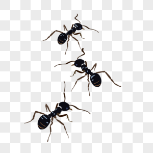 三只蚂蚁看蚂蚁素材高清图片