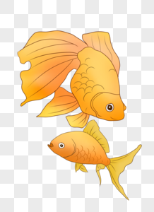 黄色大尾金鱼图片