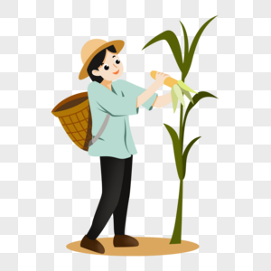 种玉米图片