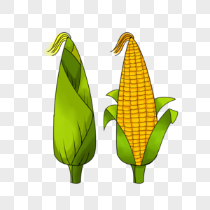 卡通成熟的玉米高清图片