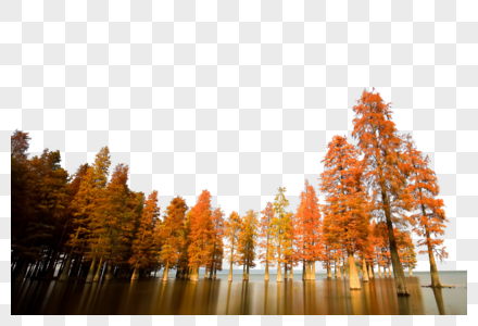 水上的枫树林高清图片