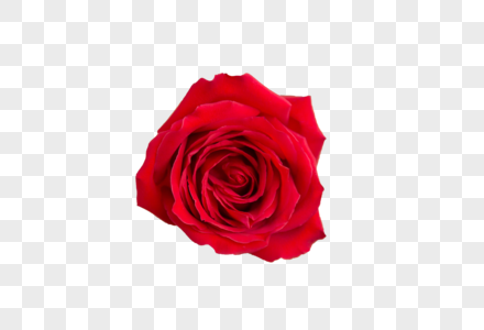 一朵红色玫瑰放在年轻女性的双腿上高清图片