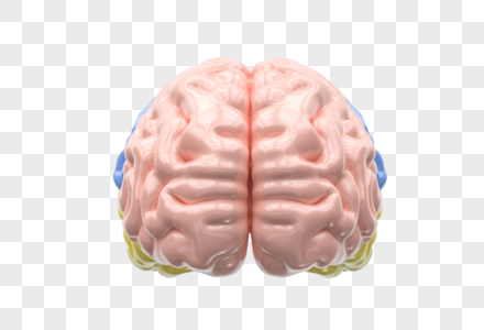 人体器官脑子图片