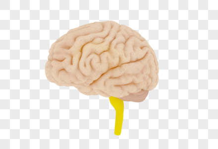 人体器官大脑图片