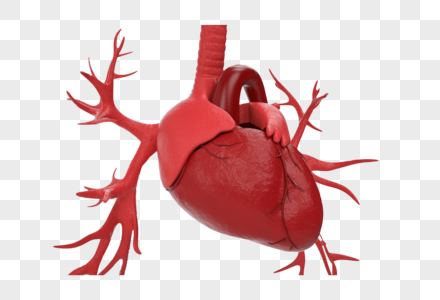医学人体器官心脏高清图片