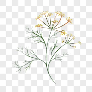 卡通当归插图图片素材