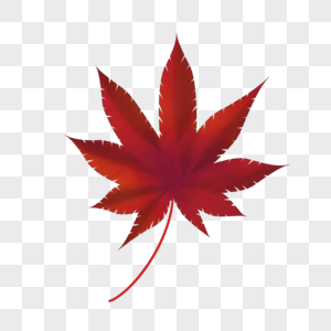 一片枫叶素材图片