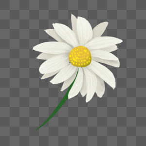 雏菊白色图片