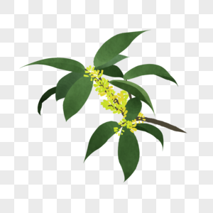 八月桂花元素 免抠素材 Png图片下载 摄图网