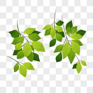 树枝插图图片