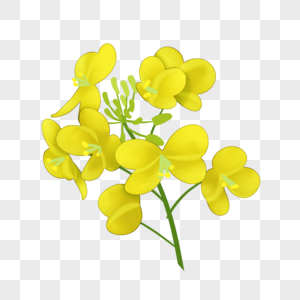上林油菜花图片
