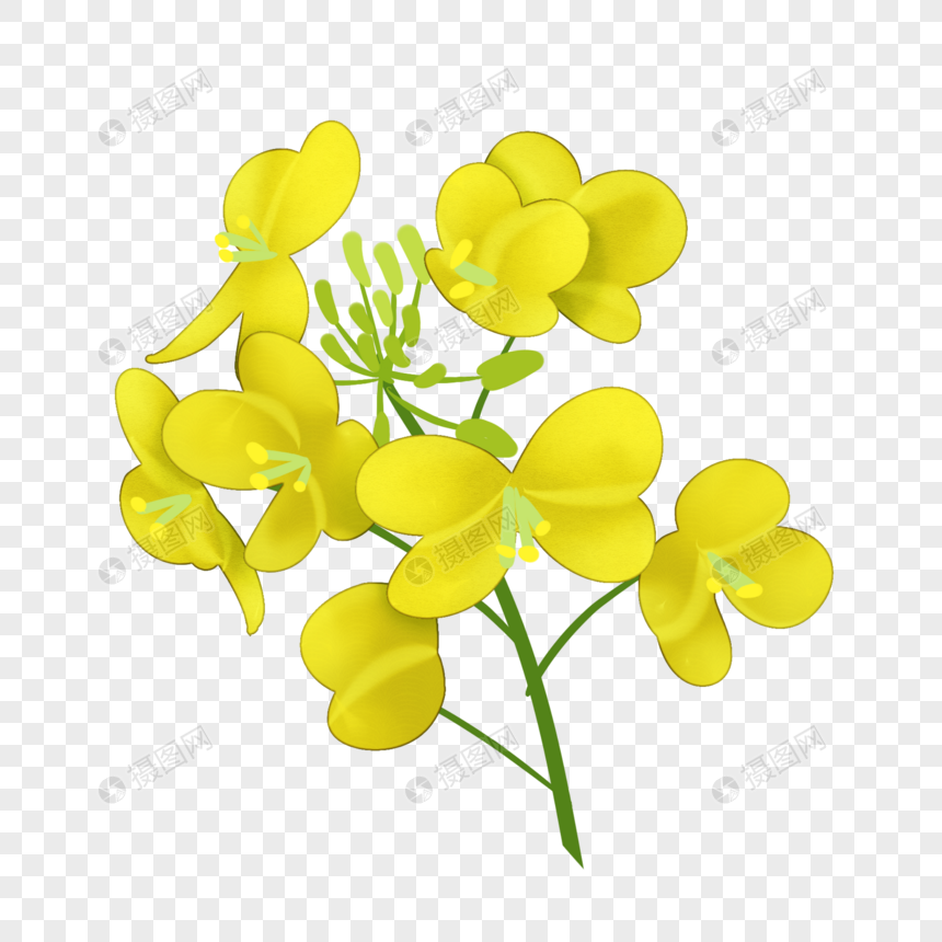 创意黄色油菜花图片