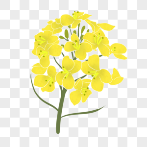 黄色油菜花插图图片