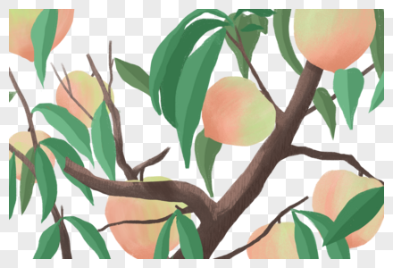 桃树图片