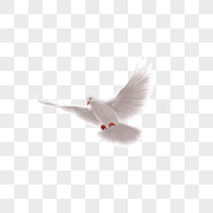 飞翔的鸽子白鸽素材免费高清图片