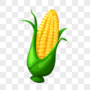 一颗玉米秋天粮食玉米高清图片