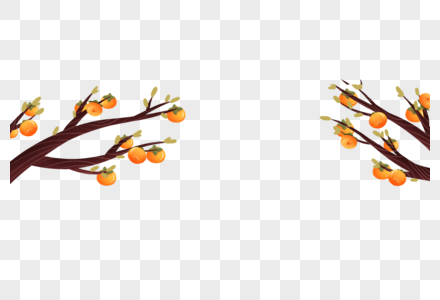 秋天的柿子树高清图片
