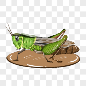 蚂蚱蝗虫草蜢高清图片