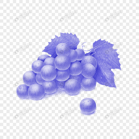 葡萄圆珠笔风格水果素描图片