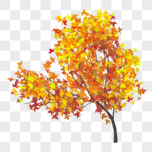 秋天的枫树居民楼后的枫树高清图片