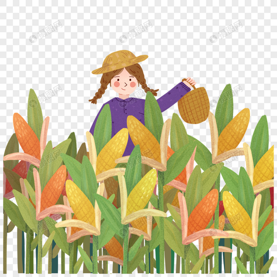 秋天女孩收玉米场景图片