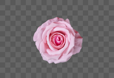 一朵粉色玫瑰花高清图片