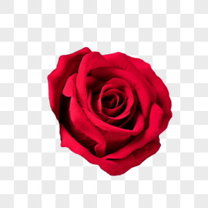 情人节玫瑰花图片素材