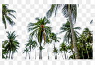 泰国椰子树林图片