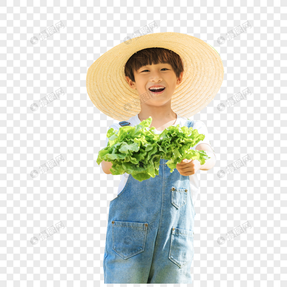 戴草帽小男孩摘生菜图片